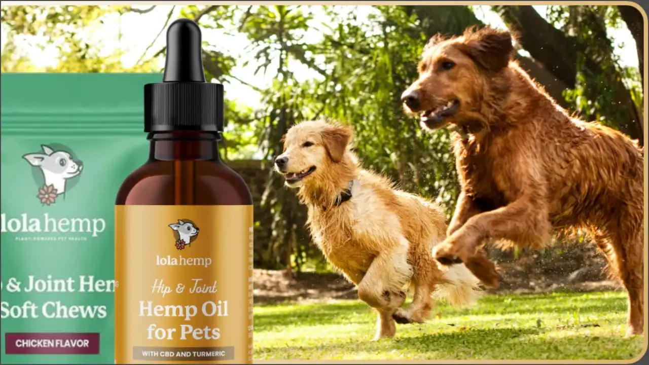 Best Practices for Seasonal Support With CBD for Pets