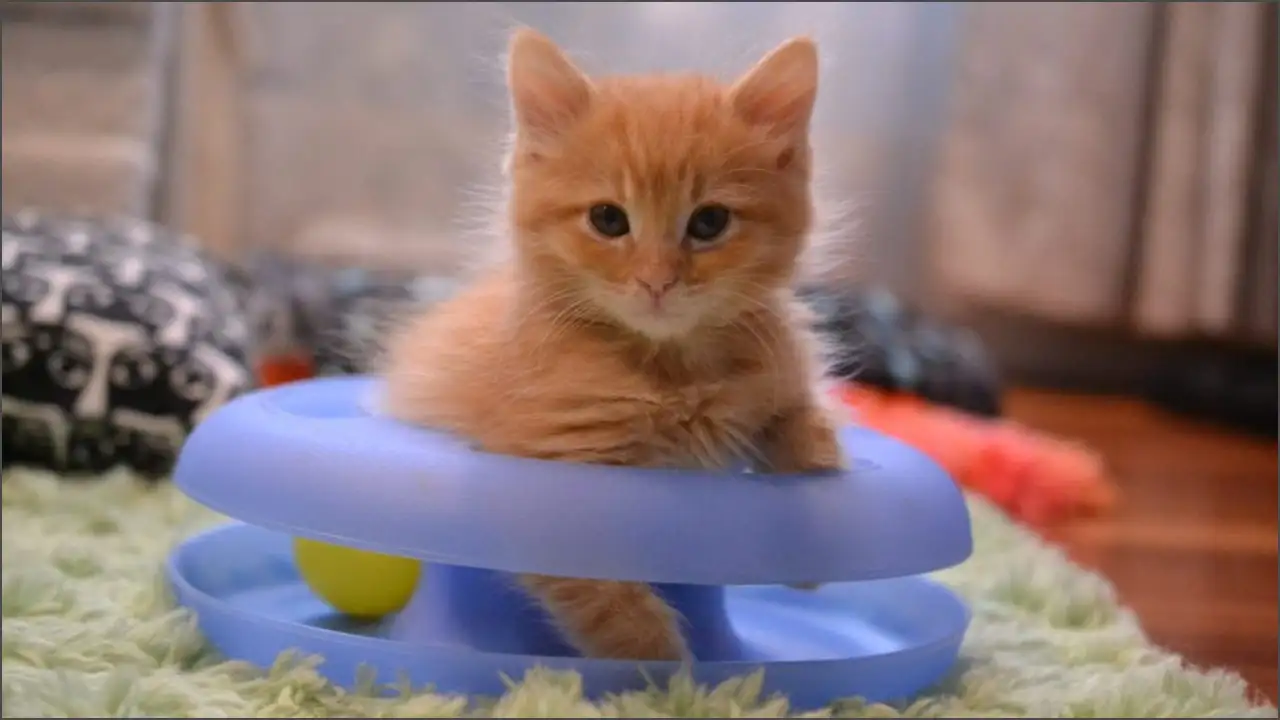 Infoguide for Kittens llblogpet: The Complete Guide for Every Kitten Lover