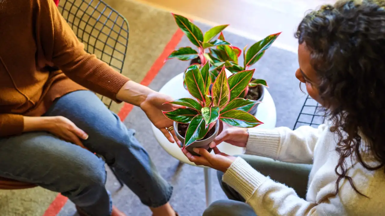 A Beginner’s Guide to Sending Plants as Gifts