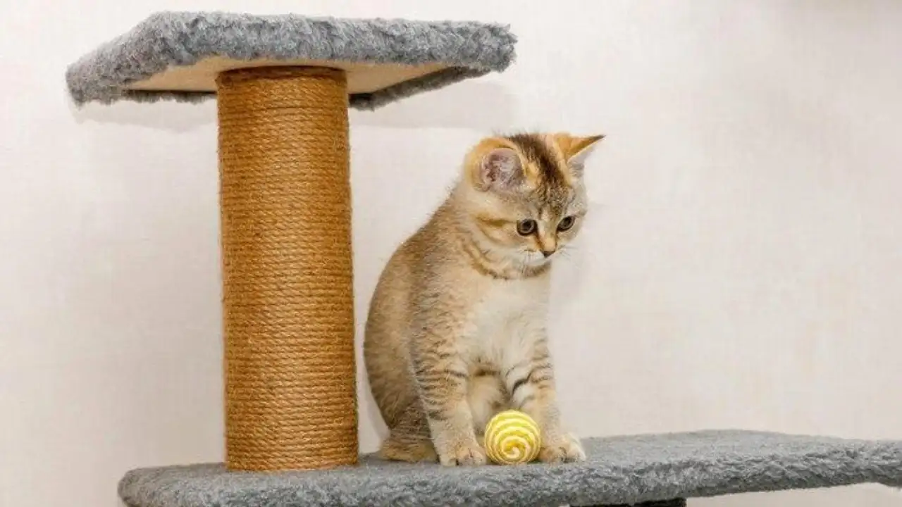 Are There Alternatives to a Cat Scratcher