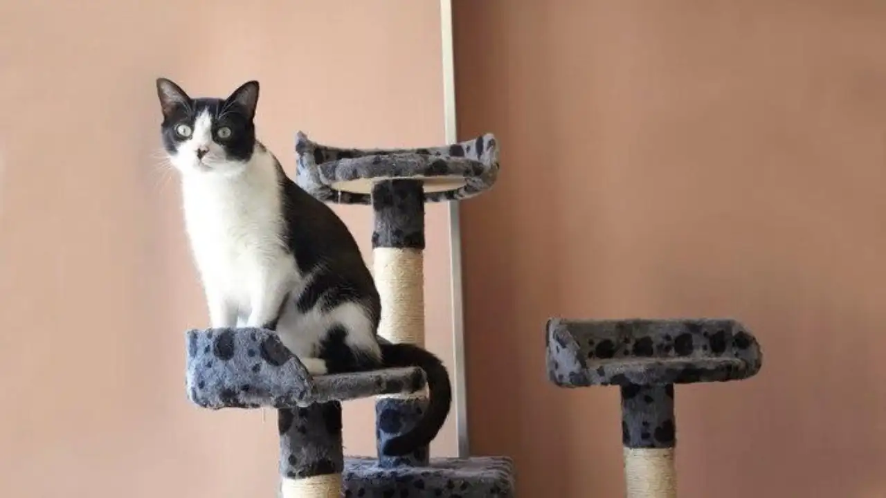 They Are a Necessity